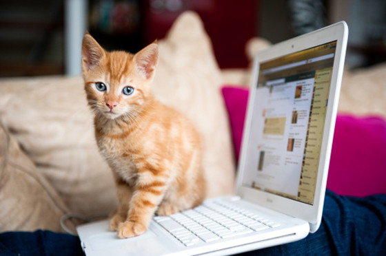Kitten Computer Kitten Computer